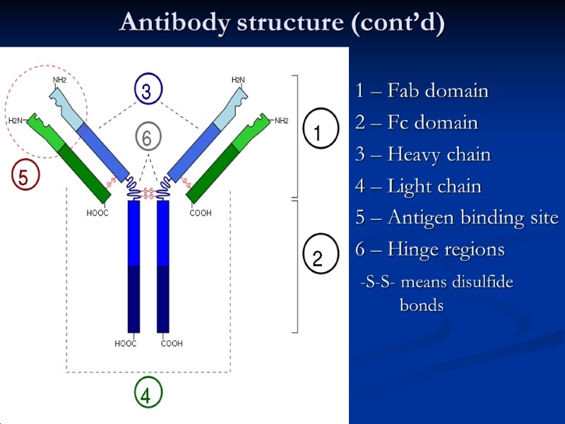 Antibody structure (cont’d) 1 – Fab domain 2 – Fc domain 3 – Heavy